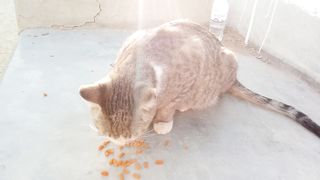 Feeding my pet cat