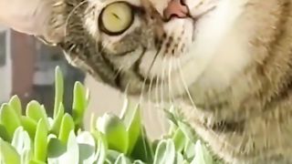 Cute kittens - funny moments kittens compilation