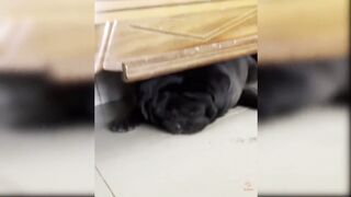 Baby Dogs - Cute and Funny Dog Videos Compilation 4