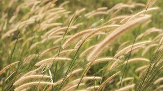 Reeds