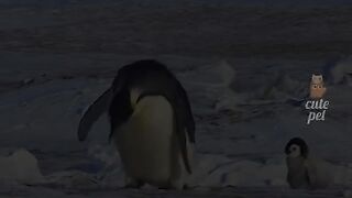 Cute animal ????