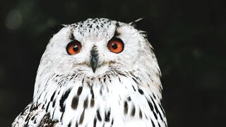 Owel bird