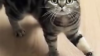 Funny animals - Funny cats and dogs - Funny animal videos 2023???? 2