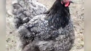Ayollar uchun