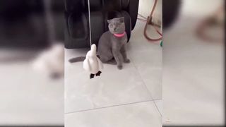 Baby Dogs - Cute and Funny Dog Videos Compilation 5