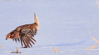 Relaxing music ???????? stress relief with beautiful animal nature scene video