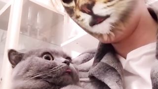 Cats react to cat filter