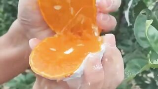 Fresh orange fresh orange