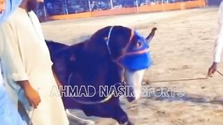 #best#dance#of#Horse#pakistani