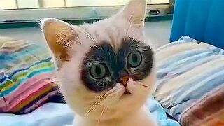 FUNNY CAT MEMES COMPILATION OF 2023 V14 2