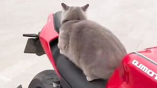 CATS 56