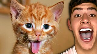 the Ultimate Compilation of Funny Tik Tok Videso 2023