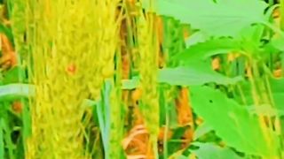 Punjab haryali video
