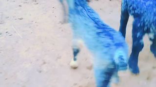 Punjabi home goats nice enjoy