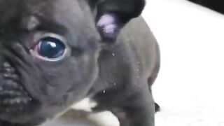 Cute animals