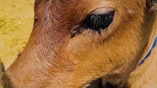 Punjabi  video cow in villege