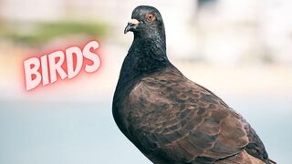 Discovering the Beauty of Birds: A Visual Journey Through Nature's Most Stunning Creatures