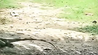 Funny cat 27