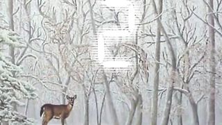 Can you finde aan other deer
