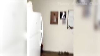 Video funny cat