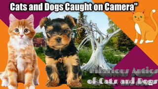 funny cat and dog video| completion new fun ????