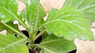 Berikut Ini Adalah 5 Manfaat Daun Dewa Bagi Kesehatan