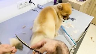 The little dog gets shaved