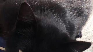 Sleeping cat 2