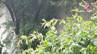 Beautiful rain in a garden
