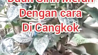 Cara Memperbanyak Tanaman Daun Sirih Merah Dengan Cara Dicangkok