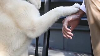 Top 10 intelligent dogs