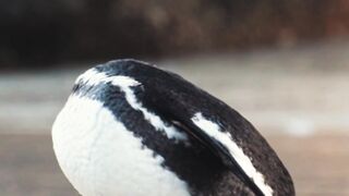 Animals 9