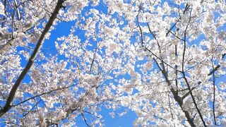 Blooming Cherry Blossoms in spring ????