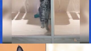 beautiful kittens playing || billi ke bacche Khelte Dekhien