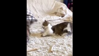 Funny Animal Videos Part 100||Funny And Cute Cats Compilation Videos||@funnyanimalswooorld