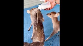 mignons bébés animaux drôles