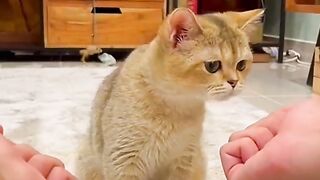 Animais engraçado