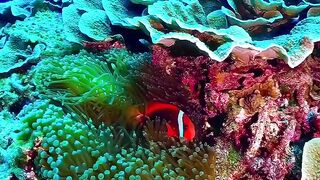 Beautiful ocean clownfish aquarium video