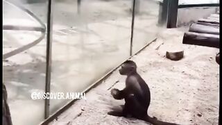 The best funny animals in the world surprising us