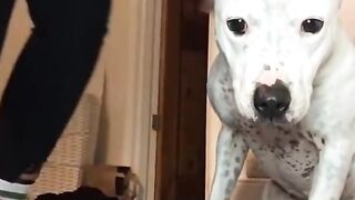 Super FUNNY DOG Video, Dog Lovers