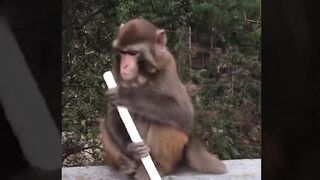 Funny Monkey Videos Complication