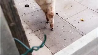 These Funny ANIMAL Will Make Your Day - Funniest ANIMAL Videos #cat #funny #funnycats #funnyshorts #funnyvideo #shortvideo #short #shorts