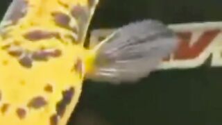 cool yellow maru ornamental cork fish!