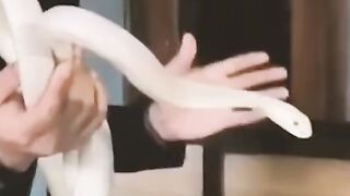 PANJI KAGUM BANGET DENGAN KING COBRA PUTIH INI‼️