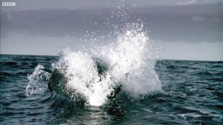 Красивые кадры охоты большой белой акулы на морских котиков.