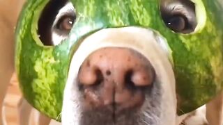 really crazy! The puppy's head is covered in mask-like green watermelon skin, real and real!