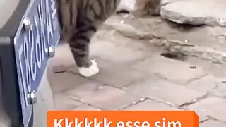 Gato esperto