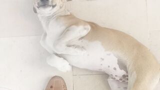 Street dog