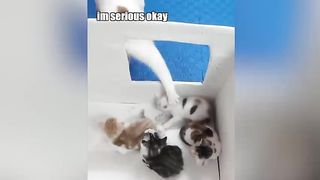 Funny animals 28