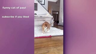 Funny cats compilation(most popular) part 15